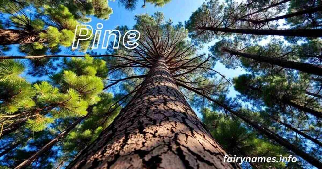 Pine