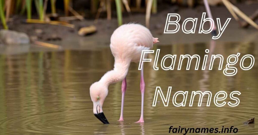 Baby Flamingo Names