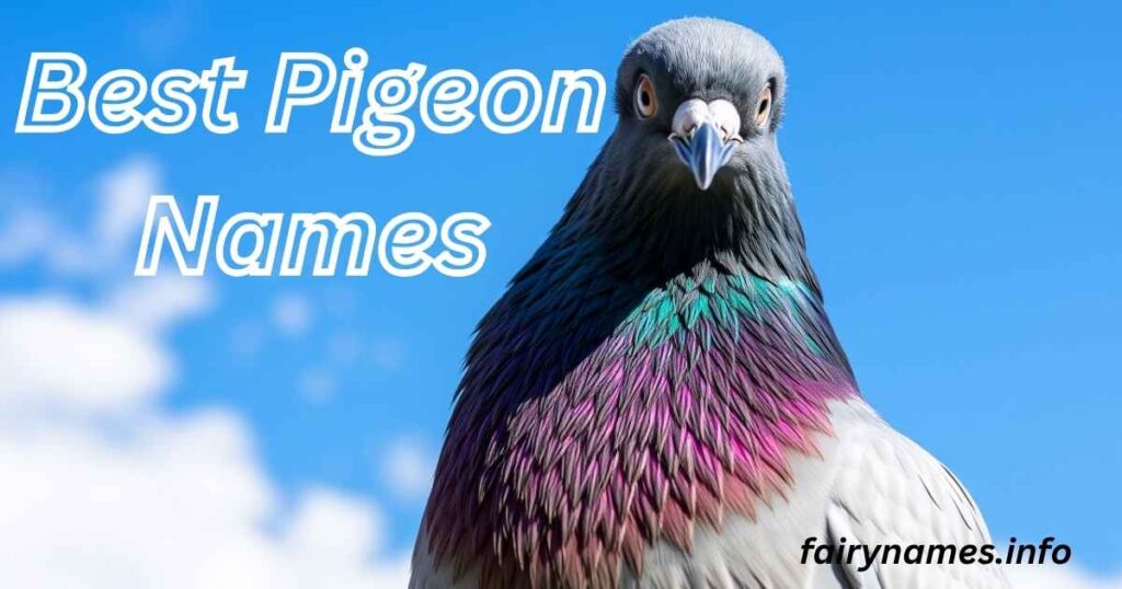Best Pigeon Names