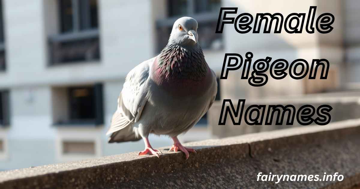Female Pigeon Names