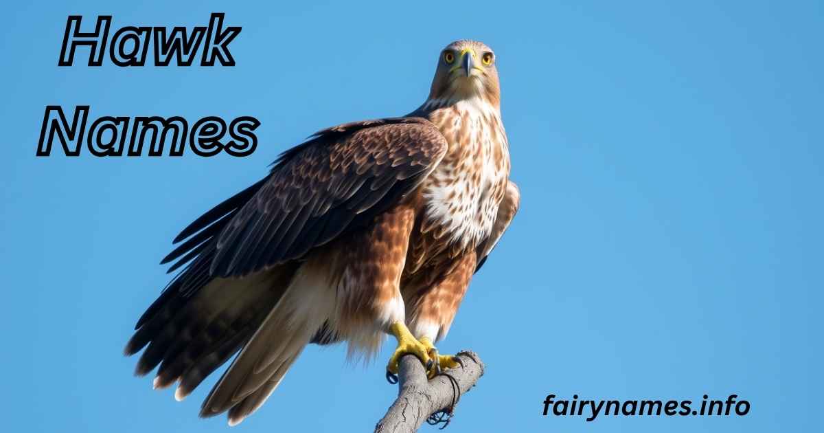 Hawk Names