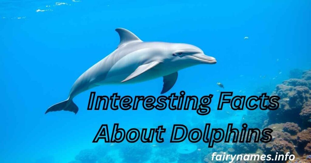 Interesting Facts About Dolphins