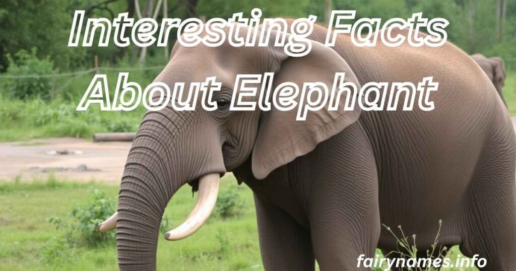 Interesting Facts About Elephant