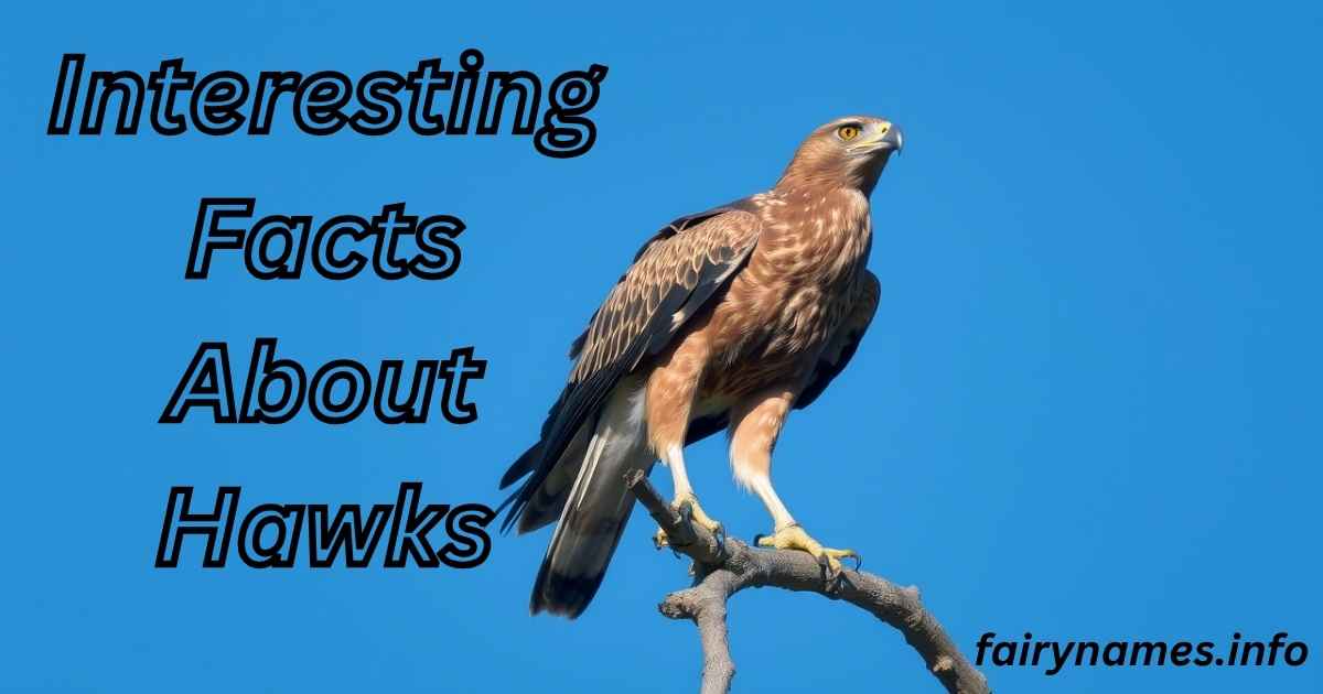 Interesting Facts About Hawks