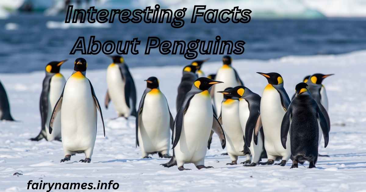 Interesting Facts About Penguins