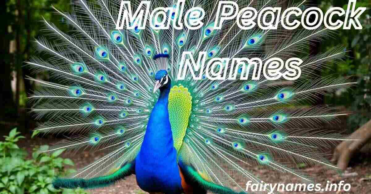 Male Peacock Names